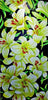 Flower Mosaic Art - White Iris