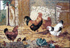 Mosaic Kitchen Backsplash- Cockfight